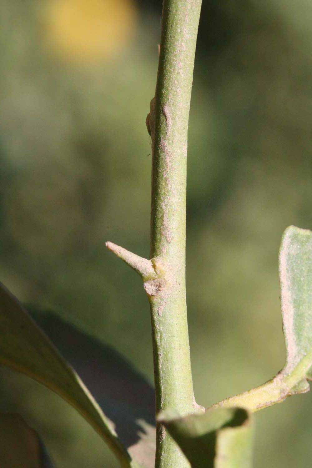            First year twig (Riverside, CA)   